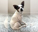 Small #2 Jack-Rat Terrier