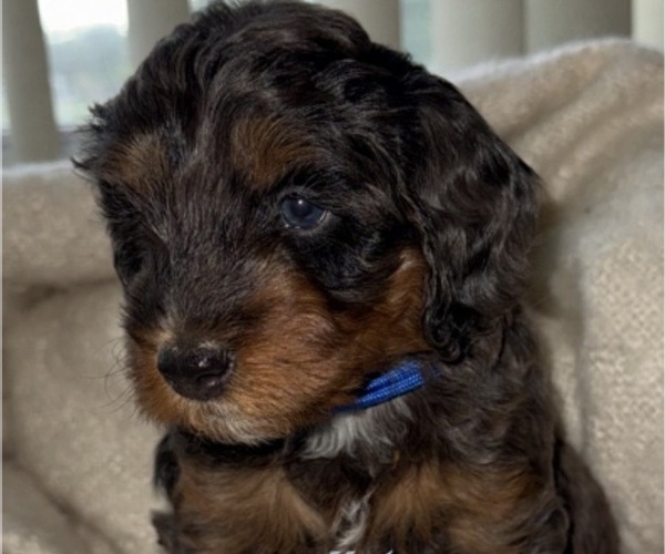 Medium Photo #1 Goldendoodle (Miniature) Puppy For Sale in OAK LAWN, IL, USA