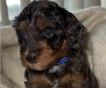 Puppy Puppy 1 Goldendoodle (Miniature)