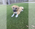 Small #1 Rhodesian Ridgeback Mix