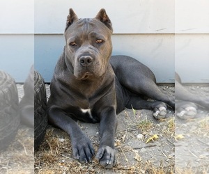 Mother of the Cane Corso puppies born on 07/19/2019