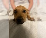 Small #10 Labrador Retriever Mix