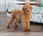 Small Photo #6 Goldendoodle (Miniature) Puppy For Sale in ITASCA, TX, USA
