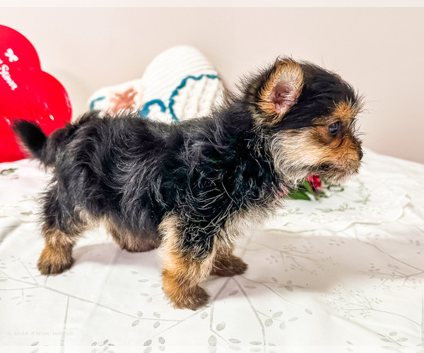 Medium Photo #3 Yoranian Puppy For Sale in WAKARUSA, IN, USA