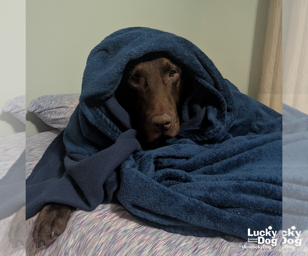 Medium Photo #8 Labrador Retriever-Unknown Mix Puppy For Sale in Washington, DC, USA