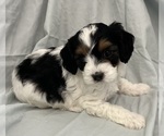 Small Photo #27 Cavapoo Puppy For Sale in PENSACOLA, FL, USA