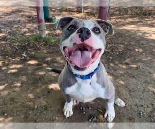 Medium Photo #2 Mutt Puppy For Sale in Martinez, CA, USA