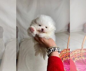 Pomeranian Puppy for sale in Druzhba, Almaty Oblysy, Kazakhstan