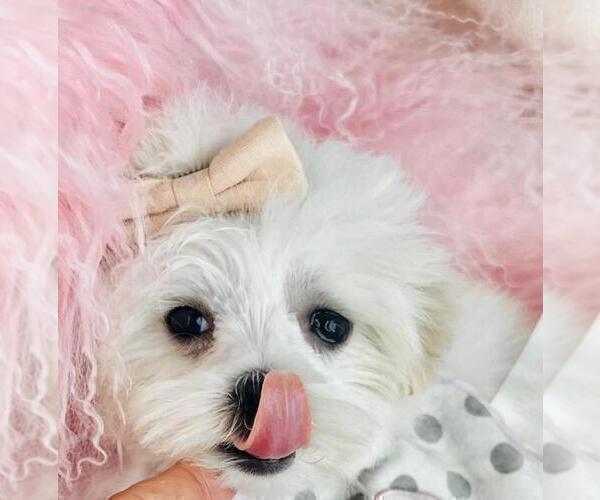 Medium Photo #14 Maltese Puppy For Sale in MIAMI, FL, USA