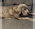 Small Photo #1 Cane Corso Puppy For Sale in DINGMANS FERRY, PA, USA