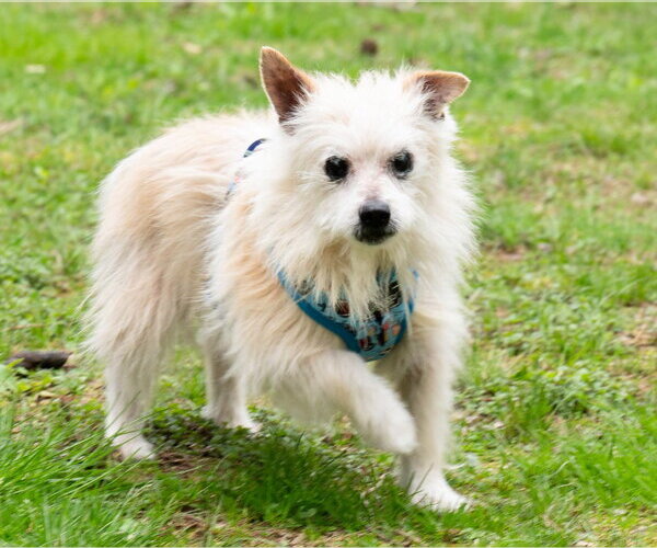 Medium Photo #1 Mutt Puppy For Sale in Ellijay, GA, USA