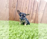 Small Photo #43 French Bulldog Puppy For Sale in ATHERTON, CA, USA