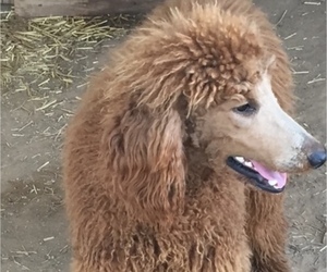 Mother of the Goldendoodle puppies born on 01/30/2026