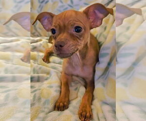 ShiChi Dogs for adoption in Rosenberg, TX, USA