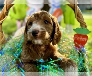 Double Doodle Puppy for sale in FRIENDSWOOD, TX, USA