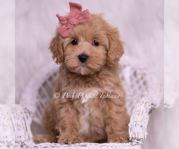 Medium Photo #78 Maltipoo (Miniature) Puppy For Sale in WARSAW, IN, USA