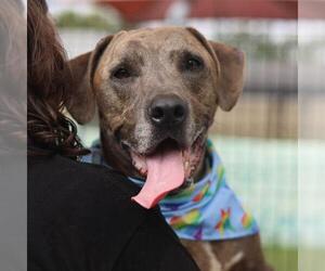 Mutt Dogs for adoption in San Antonio, TX, USA
