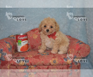 Poodle (Toy) Puppy for sale in SANGER, TX, USA
