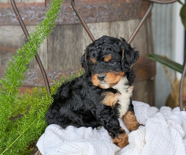 Medium Photo #4 Cavapoo Puppy For Sale in GOSHEN, IN, USA