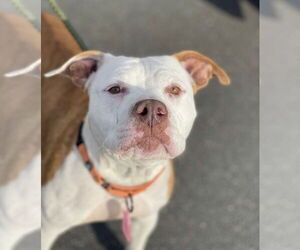 Mutt Dogs for adoption in Mount Laurel, NJ, USA