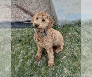 Goldendoodle (Miniature) Puppy for sale in BROOMFIELD, CO, USA