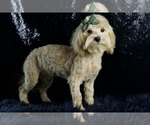 Small Photo #72 Maltipoo Puppy For Sale in WARSAW, IN, USA