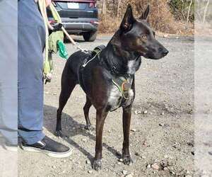 Indigo - Indeed a Good Boy! - Male Mutt Dog for Adoption - Photo #19