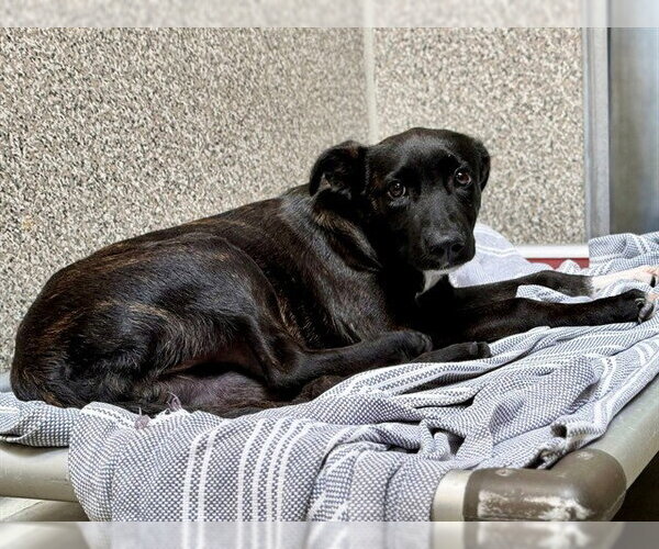Medium Photo #1 Mutt Puppy For Sale in Santa Rosa, CA, USA