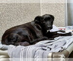 Small Mutt
