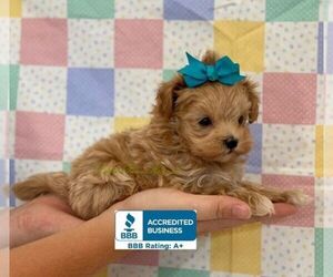 Maltipoo Puppy for sale in WINNSBORO, LA, USA