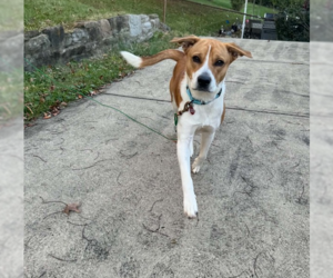 Mutt Dogs for adoption in Springdale, PA, USA