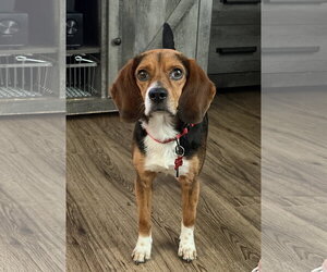 Beagle Dogs for adoption in Tampa, FL, USA