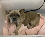 *AUTUMN - Female French Bulldog-Unknown Mix Dog for Adoption - Small photo