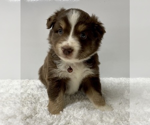 Australian Shepherd Puppy for sale in NEOSHO, MO, USA