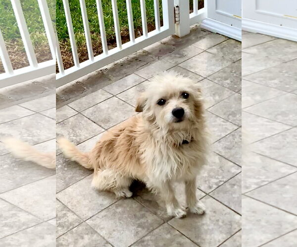 Medium Photo #1 Pomeranian-Unknown Mix Puppy For Sale in Santa Clarita, CA, USA