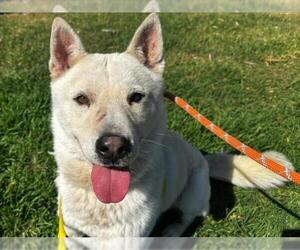 German Shepherd Dog-Siberian Husky Mix Dogs for adoption in Martinez, CA, USA