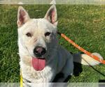 Small German Shepherd Dog-Siberian Husky Mix