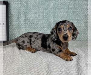 Dachshund Puppy for sale in FRANKLIN, IN, USA