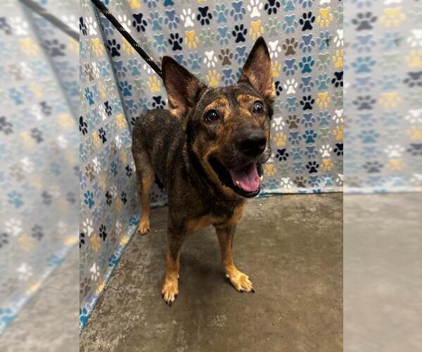 Medium Photo #1 German Shepherd Dog Puppy For Sale in Rosenberg, TX, USA