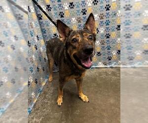 German Shepherd Dog Dogs for adoption in Rosenberg, TX, USA