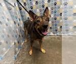 Small German Shepherd Dog