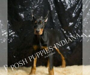 Medium Doberman Pinscher