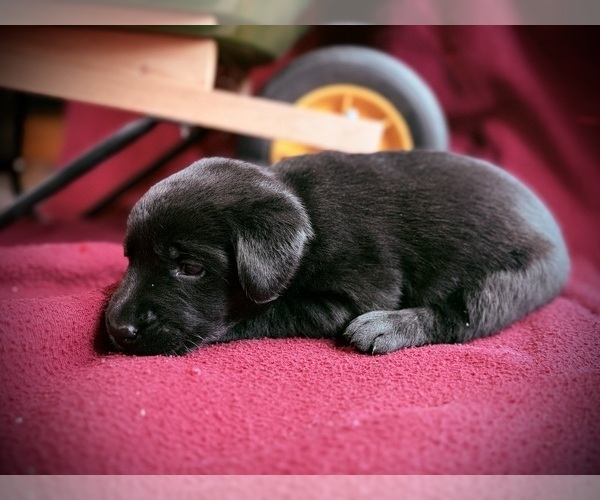 Medium Photo #4 Labrador Retriever Puppy For Sale in RUTHERFORDTON, NC, USA