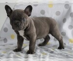 Small Photo #2 Faux Frenchbo Bulldog Puppy For Sale in FREDERICKSBG, OH, USA