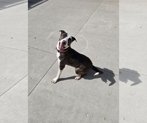 Medium Photo #3  Puppy For Sale in , 