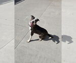 Small American Pit Bull Terrier-Labrador Retriever Mix