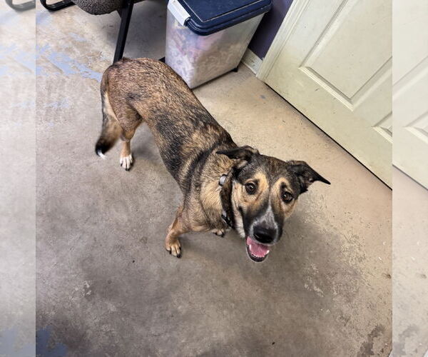 Medium Photo #1 German Shepherd Dog-Unknown Mix Puppy For Sale in Sparta, TN, USA