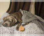 Small Neapolitan Mastiff