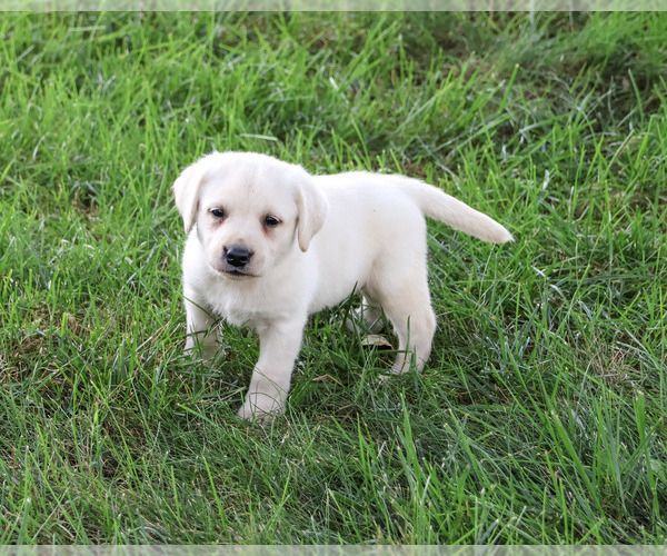Medium Photo #3 Labrador Retriever Puppy For Sale in SYRACUSE, IN, USA
