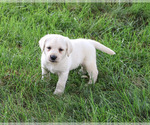 Small #2 Labrador Retriever